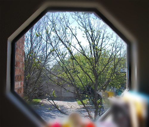 Window---Spring