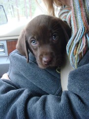 Jasper in car coming home