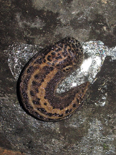 Leopard Slug 6663