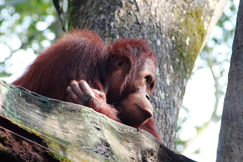 orangutan deep in thoughts