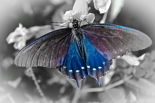 Butterfly - Black, white and blue