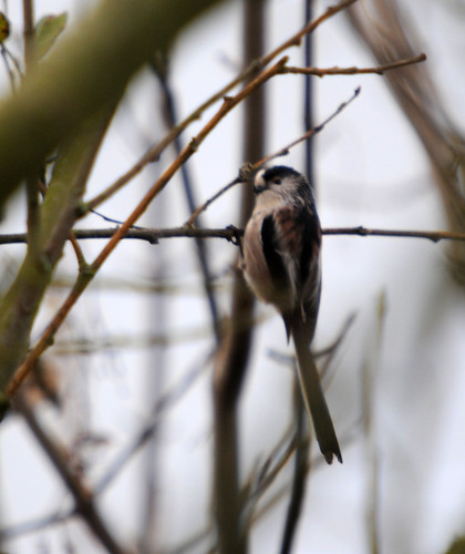 longtailed tit