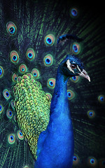 Peacock (pavo cristatus)