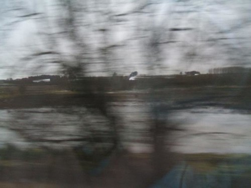 Blurry trees and flooded field