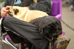Golden Gate Kennel Club Dog Show: Pugs