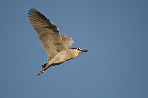Black-crowned night heron in flight full-frame by you.