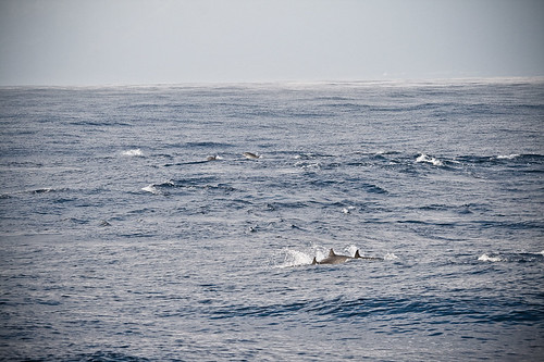 你拍攝的 (034 - 第三次搭旗魚船出海70.0-200.0 mm)2010年02月09日.jpg。