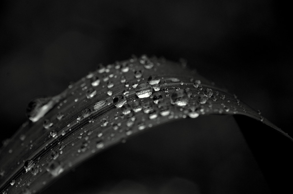 raindrops on leaf in black and white