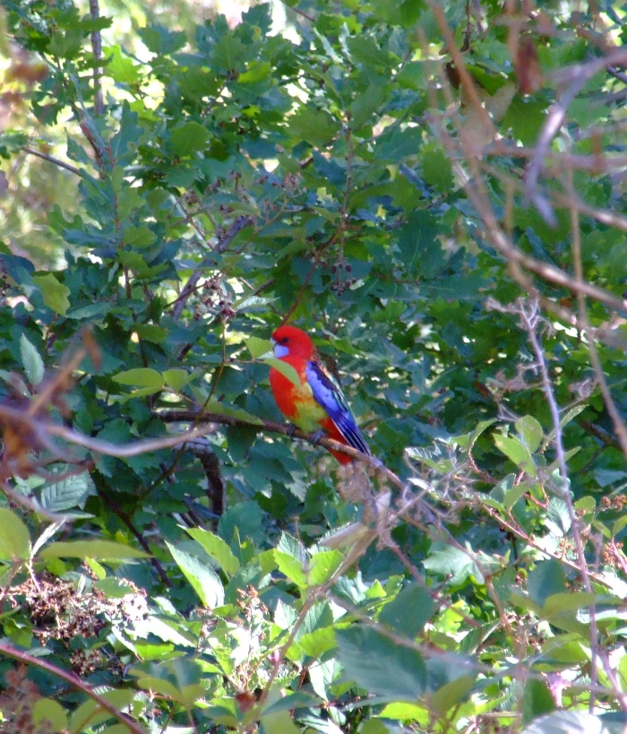 eastern rosella parrot
