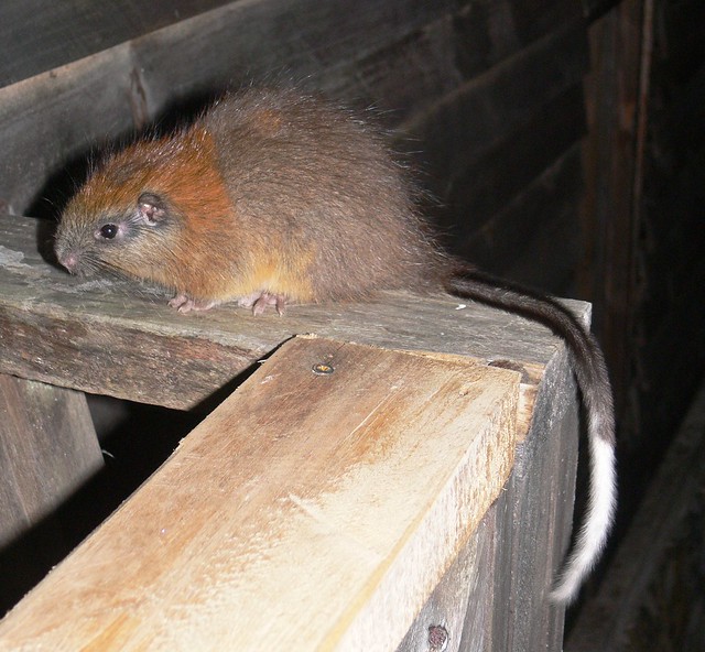 Red-crested Tree rat rediscovery after 113 years - bizare monotypic genus from El Dorado Nature Reserve