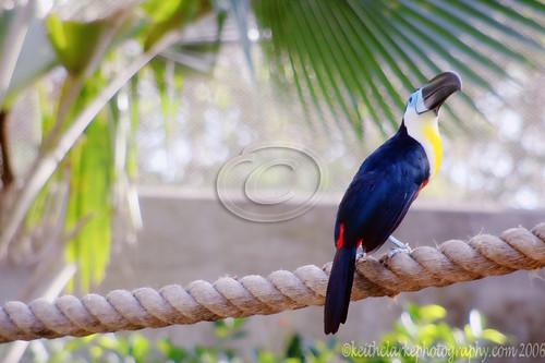 Toucan in Living Color