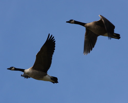 Canada Geese - #2