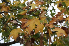 maple tree in fall
