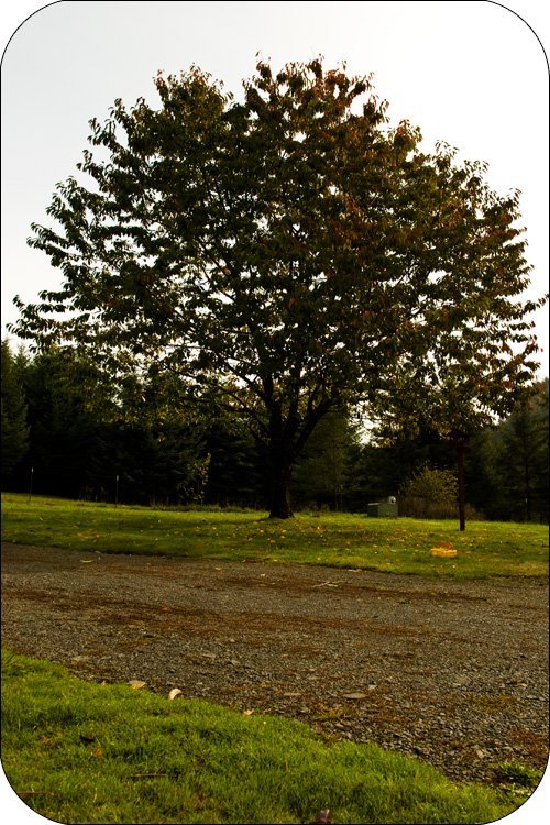 autumn_tree