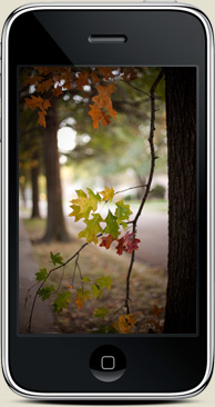iPhone wallpaper Jamie Beck Photographer fall autumn 2009 fromme-toyou.tumbr.com