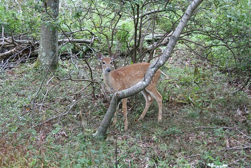 Deer, startled