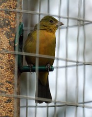 Female Painted Bunting at Feeder