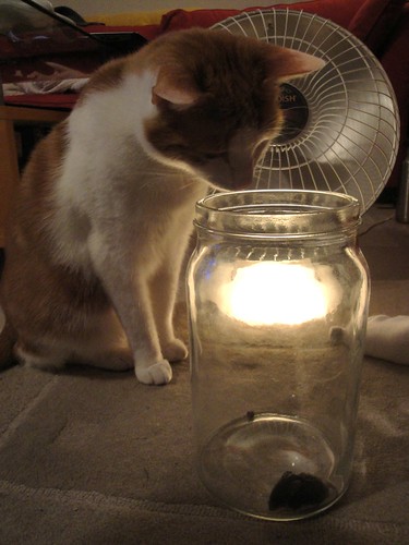 Photo of cat, Dixon, looking at a mouse trapped in a jar