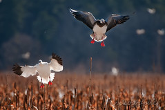 Incoming Geese