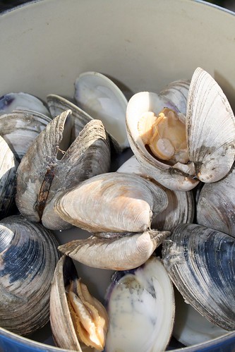 Cooked clams for clam chowder
