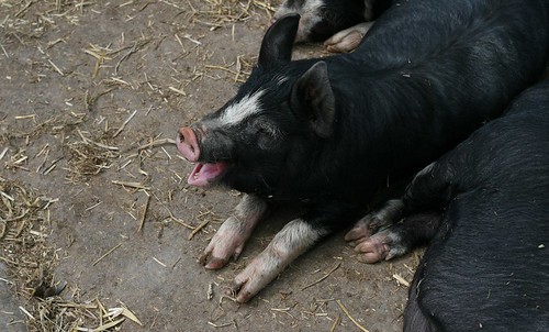 Yawning piglet
