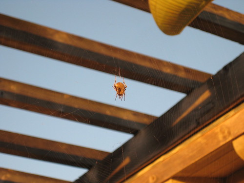 halloween morning spider