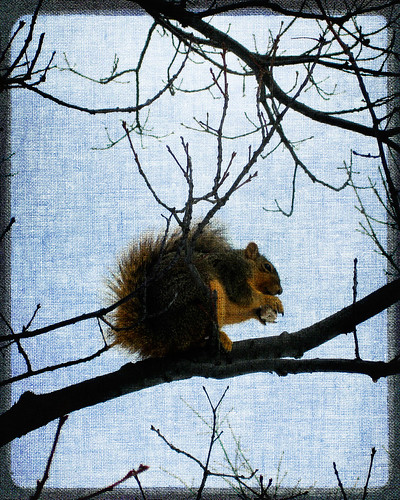 squirrel friend