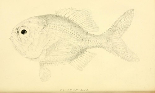 History of the fishes of Madeira