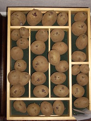 21st March 2010 : Pentland Javelin potatoes ready for planting