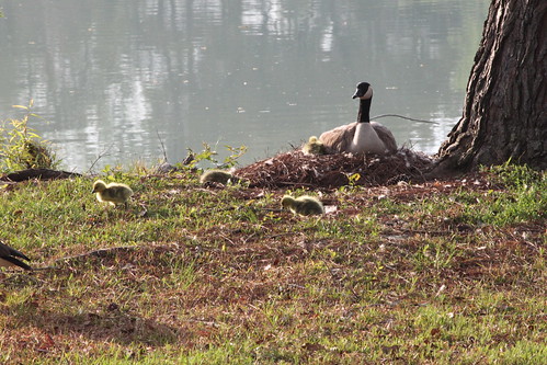 baby geese and momma