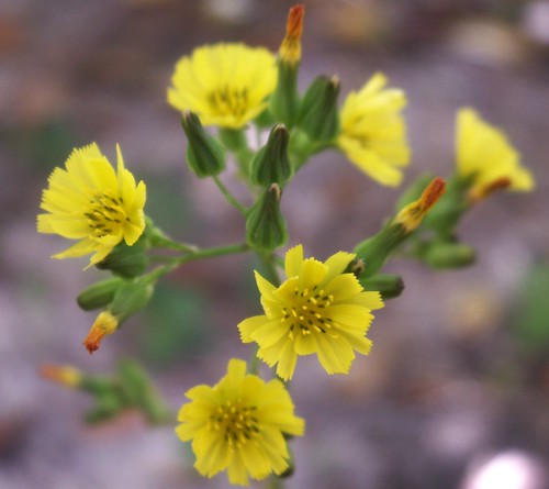 Yellow Flowers, Species TBD