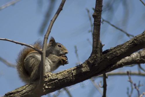 hungry squirrel