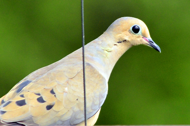 mourning dove 2011