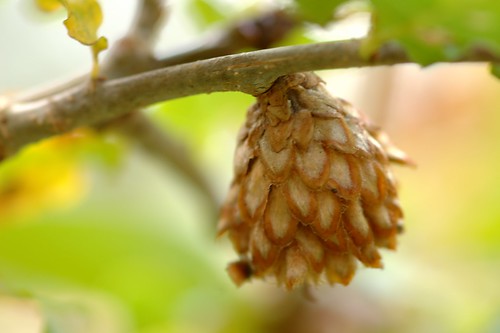 Andricus fecundator | Ananasgal of eikenroosje - Oak artichoke gall