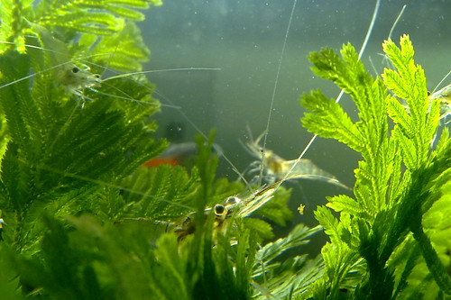 Freshwater prawns in aquarium