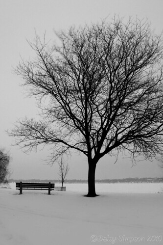bench and tree B&W