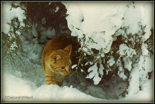 cat in the snow. Yellow Cat Dashing through the