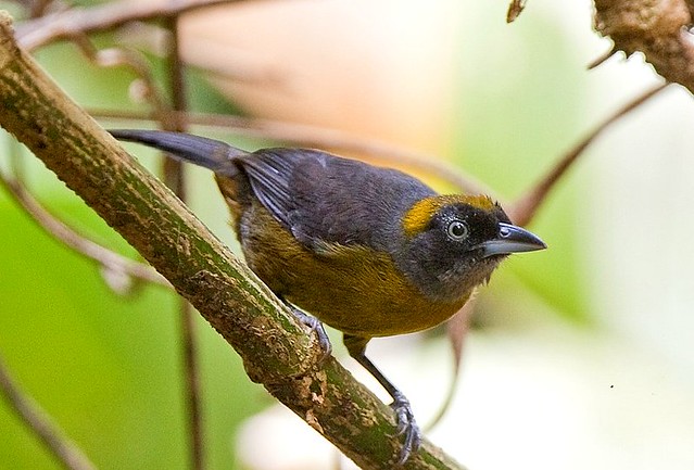 Dusky-faced Tanager - El Valle Panama_H8O9381-67