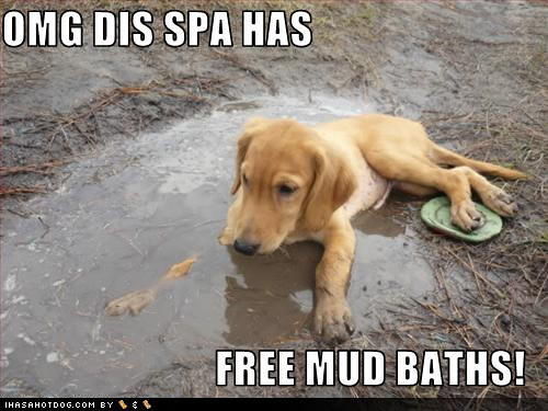 funny-dog-pictures-free-mud