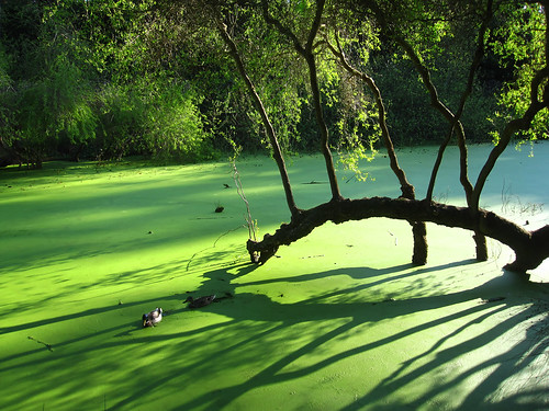Mossy Duck Pond
