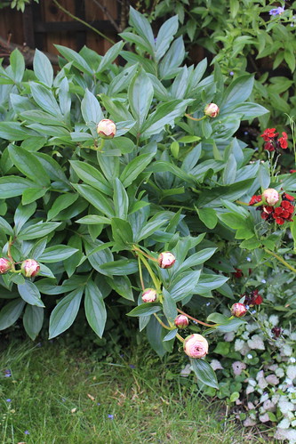 Peony Flowers Struggling Under Their Own Weight - May 10th
