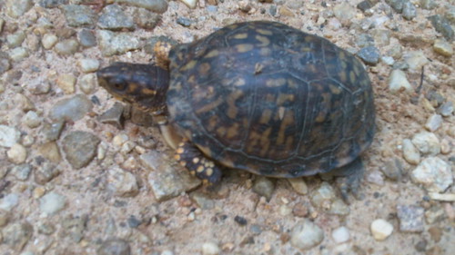 Box Turtle Poco 3