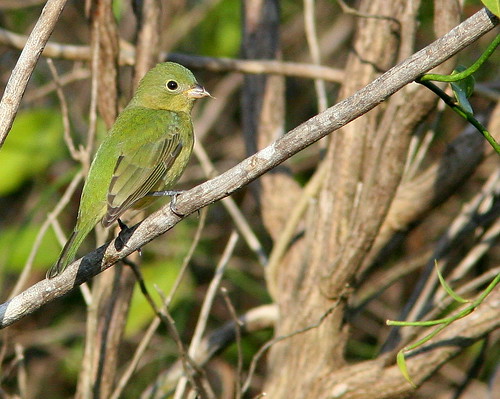 Painted Bunting 20091025