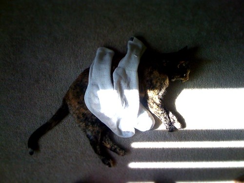 Cat, Sunshine, and Socks