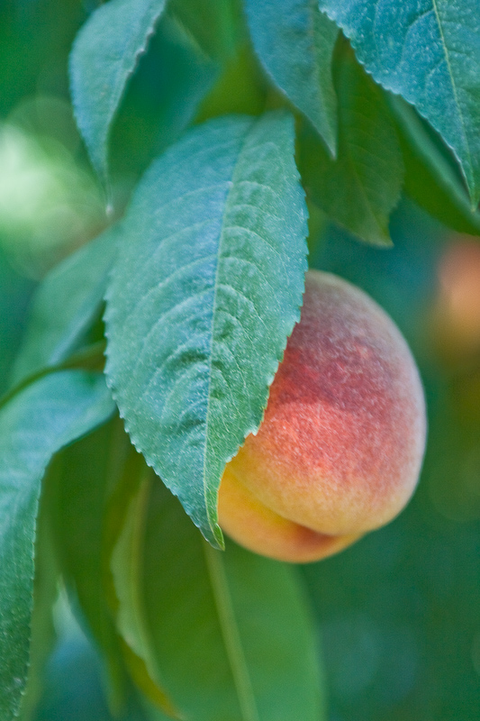 Armenian peach