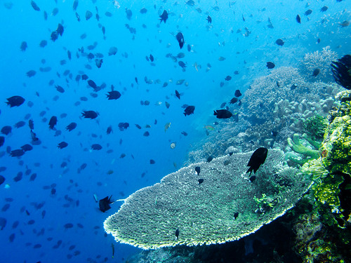 Bunaken Underwater 15