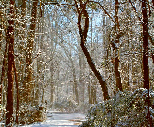 Snowy Path Deux