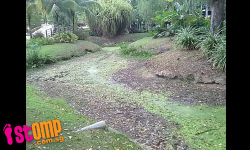  Pond at Tiong Bahru park completely dries up under hot weather