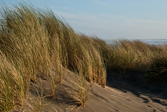 Beach grass on the Oregon coast