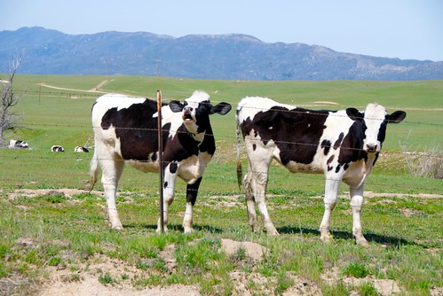 mooing cows in Julian, CA